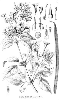 Bitki çizimi. Eski resim