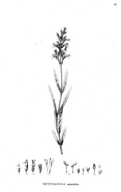 Bitki çizimi. Eski resim