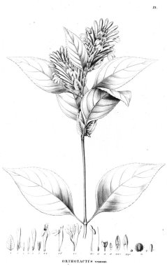 Bitki çizimi. Eski resim