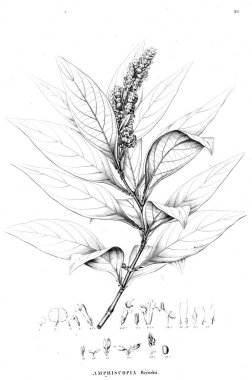 Bitki çizimi. Eski resim