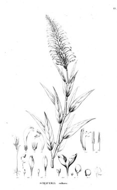 Bitki çizimi. Eski resim