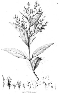 Bitki çizimi. Eski resim