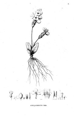 Bitki çizimi. Eski resim