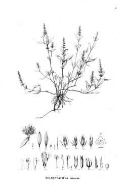 Bitki çizimi. Eski resim