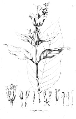 Bitki çizimi. Eski resim