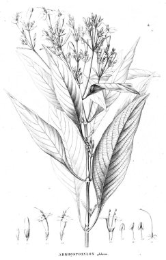 Bitki çizimi. Eski resim