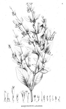 Bitki çizimi. Eski resim