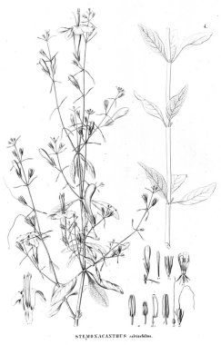 Bitki çizimi. Eski resim