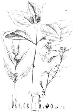 Bitki çizimi. Eski resim