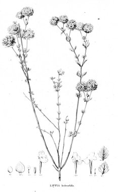 Bitki çizimi. Eski resim