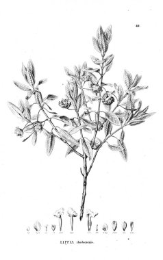 Bitki çizimi. Eski resim