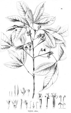 Bitki çizimi. Eski resim