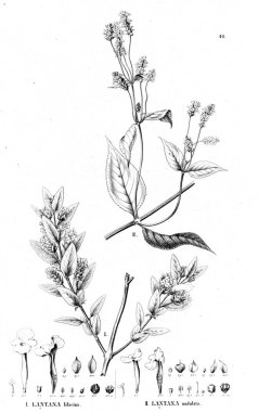 Bitki çizimi. Eski resim