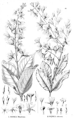 Bitki çizimi. Eski resim