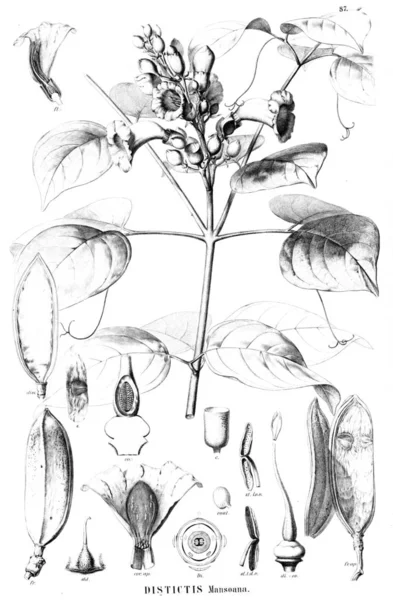 Illustration Plante Ancienne Image — Photo