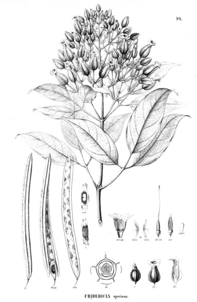 Illustration Plante Ancienne Image — Photo