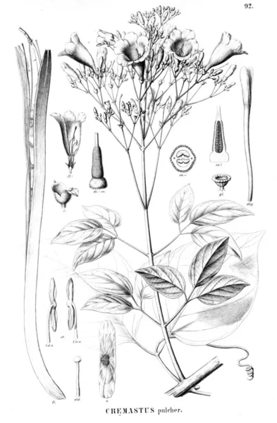 Illustration Plante Ancienne Image — Photo