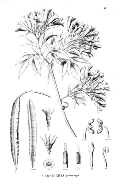 Illustration Plante Ancienne Image — Photo