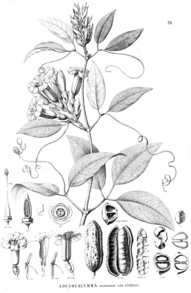 Ilustrace Rostlin Starý Obrázek — Stock fotografie