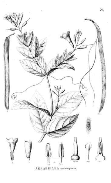 Illustration Plante Ancienne Image — Photo