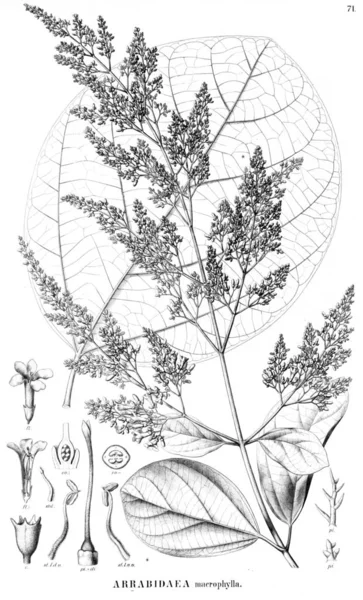 Illustration Plant Old Image — Stock Photo, Image