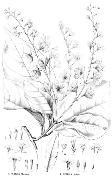 Illustration Plante Ancienne Image — Photo