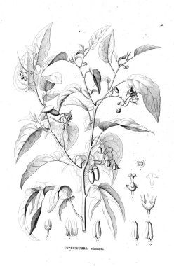 Bitki çizimi. Eski resim