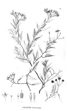 Bitki çizimi. Eski resim