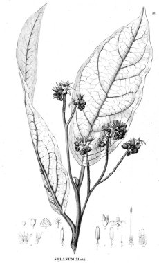 Bitki çizimi. Eski resim