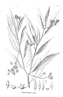 Bitki çizimi. Eski resim