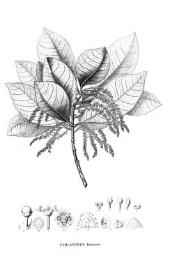 Bitki çizimi. Eski resim