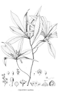 Bitki çizimi. Eski resim