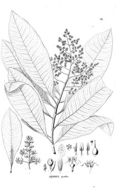 Bitki çizimi. Eski resim