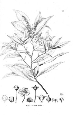 Bitki çizimi. Eski resim