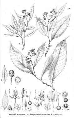 Bitki çizimi. Eski resim