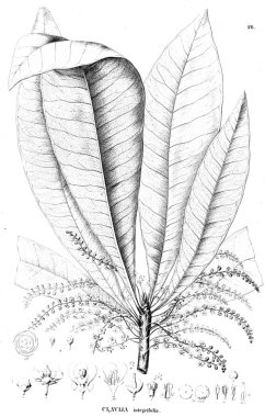 Bitki çizimi. Eski resim