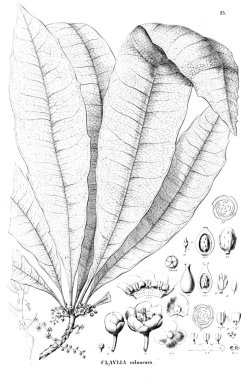 Bitki çizimi. Eski resim