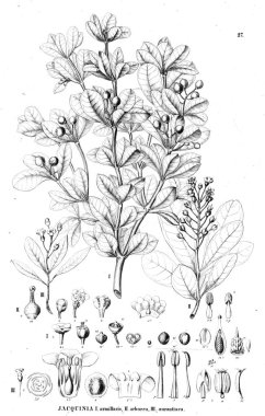 Bitki çizimi. Eski resim