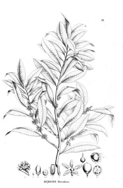 Bitki çizimi. Eski resim