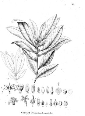 Bitki çizimi. Eski resim