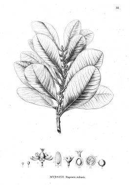 Bitki çizimi. Eski resim