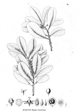 Bitki çizimi. Eski resim