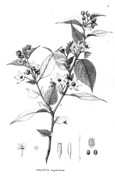 Illustration Plante Ancienne Image — Photo