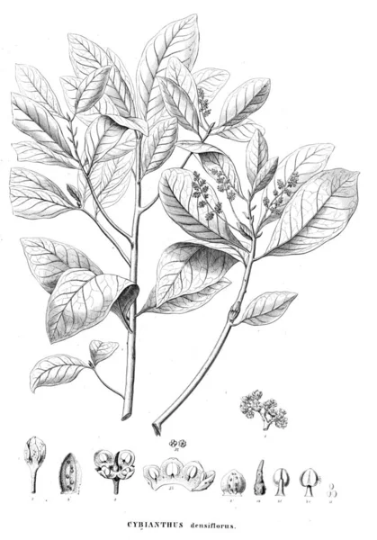 Illustration Plant Old Image — Stock Photo, Image