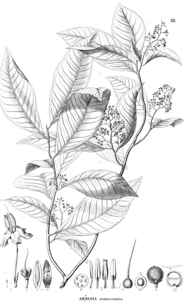 Illustration Plante Ancienne Image — Photo