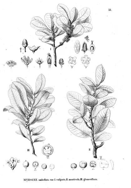 Illustration Plante Ancienne Image — Photo