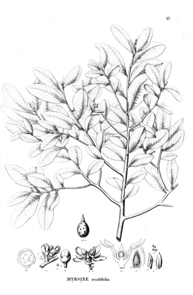 Illustration Plante Ancienne Image — Photo