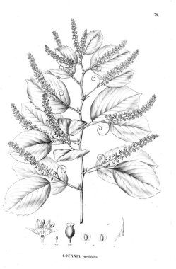 Bitki çizimi. Eski resim