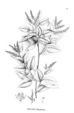 Bitki çizimi. Eski resim