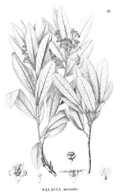 Bitki çizimi. Eski resim